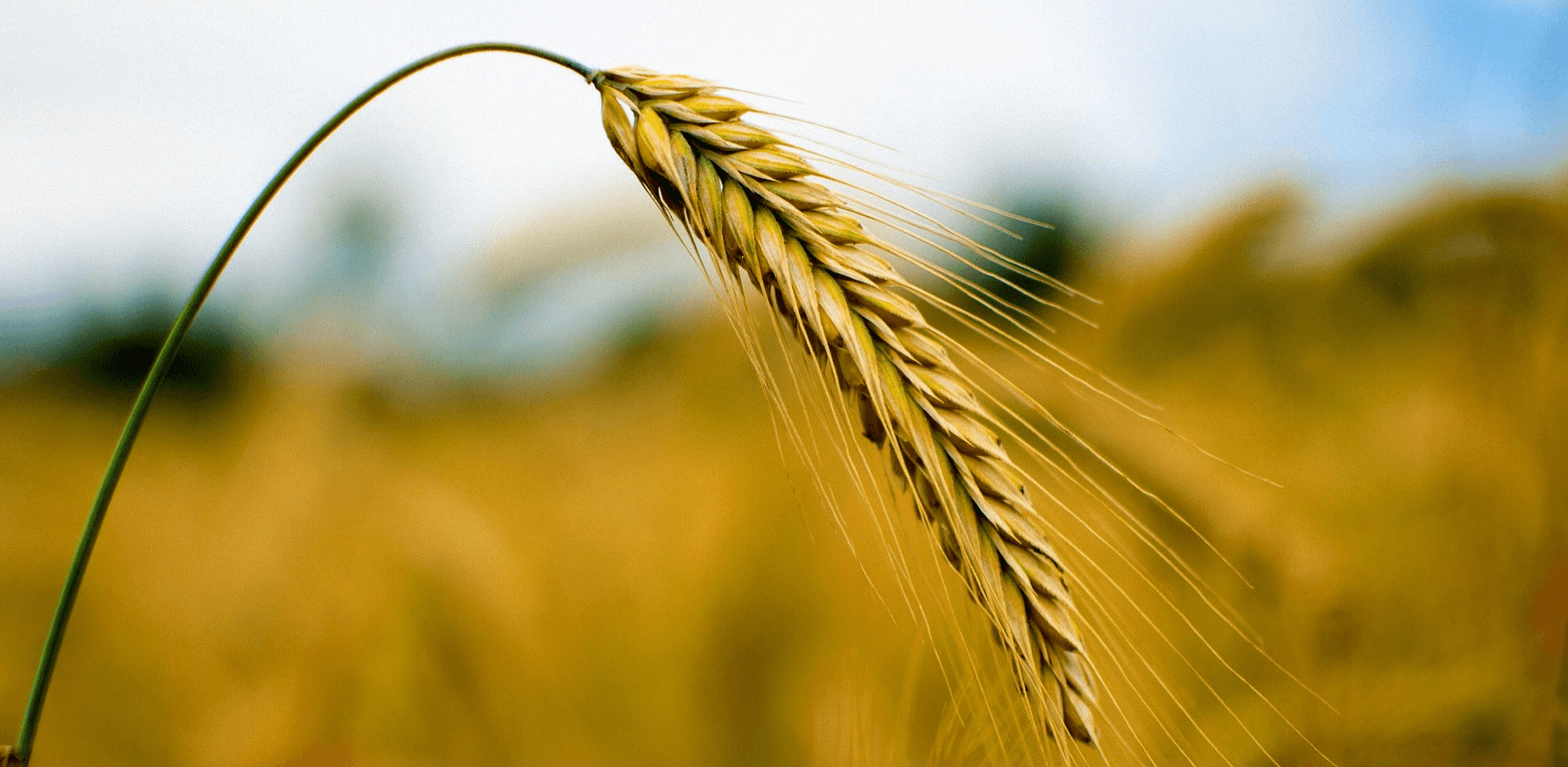 Connected Crops desktop image